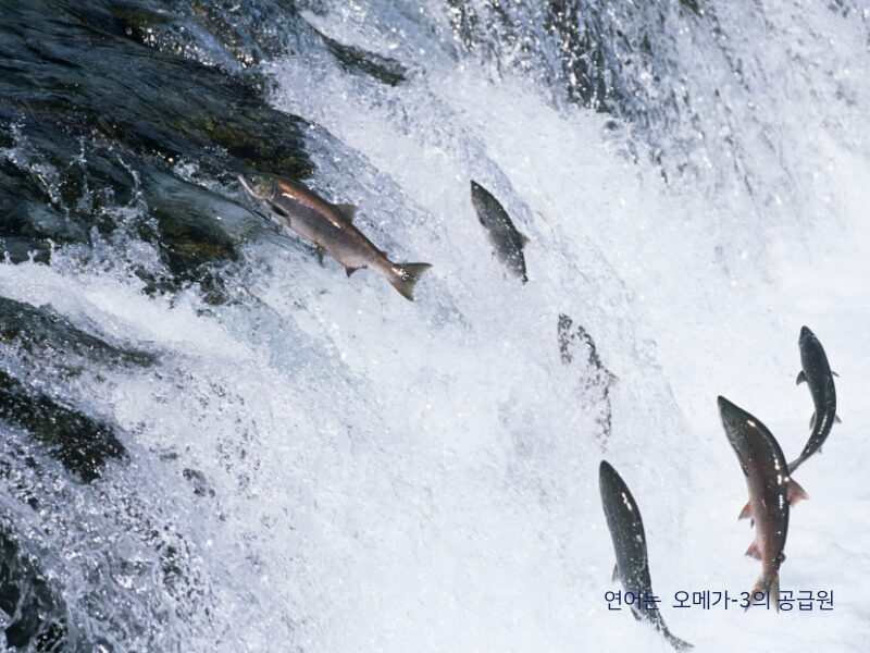 연어와 오메가-3